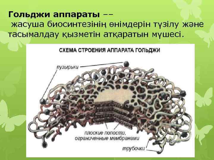 Гольджи аппараты –– жасуша биосинтезінің өнімдерін түзілу және тасымалдау қызметін атқаратын мүшесі. 