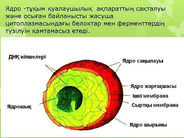 Ядро -тұқым қуалаушылық ақпараттың сақталуы және осыған байланысты жасуша цитоплазмасындағы белоктар мен ферменттердің түзілуін