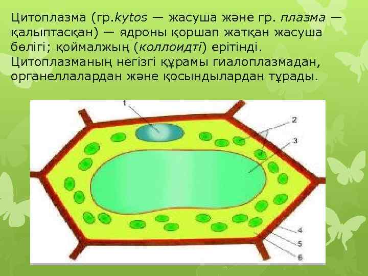 Цитоплазма (гр. kytos — жасуша және гр. плазма — қалыптасқан) — ядроны қоршап жатқан