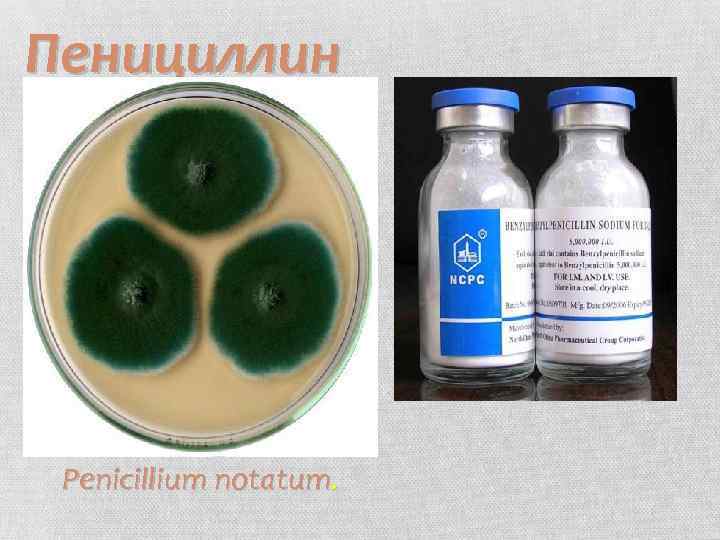 Пенициллин Penicillium notatum. 