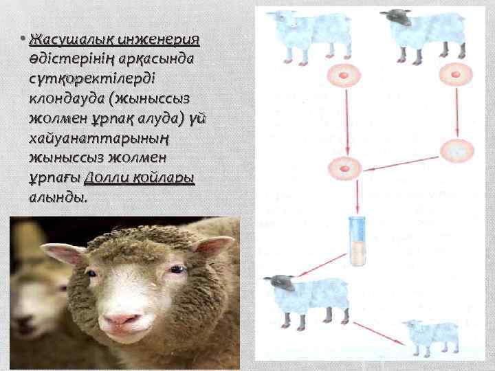  • Жасушалық инженерия әдістерінің арқасында сүтқоректілерді клондауда (жыныссыз жолмен ұрпақ алуда) үй хайуанаттарының