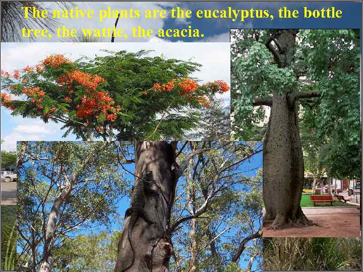 The native plants are the eucalyptus, the bottle tree, the wattle, the acacia. 