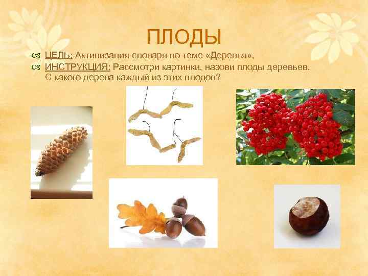 ПЛОДЫ ЦЕЛЬ: Активизация словаря по теме «Деревья» , ИНСТРУКЦИЯ: Рассмотри картинки, назови плоды деревьев.