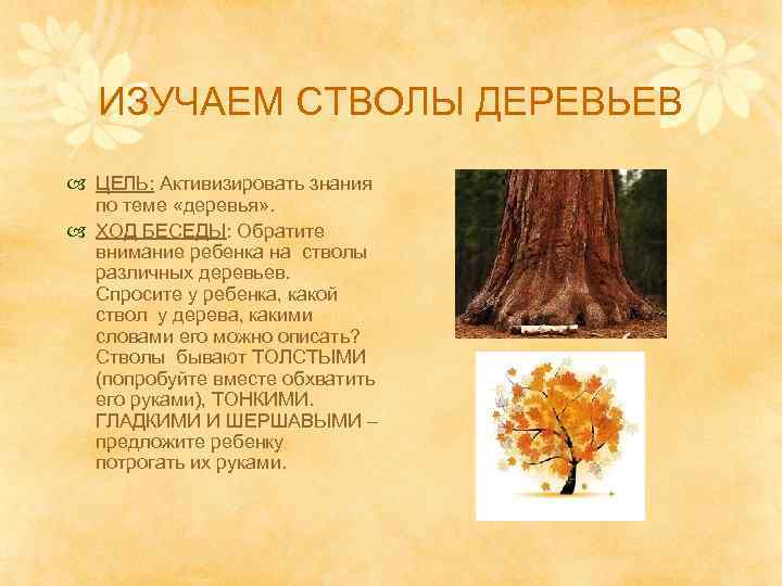 ИЗУЧАЕМ СТВОЛЫ ДЕРЕВЬЕВ ЦЕЛЬ: Активизировать знания по теме «деревья» . ХОД БЕСЕДЫ: Обратите внимание