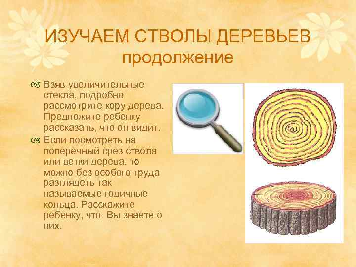 ИЗУЧАЕМ СТВОЛЫ ДЕРЕВЬЕВ продолжение Взяв увеличительные стекла, подробно рассмотрите кору дерева. Предложите ребенку рассказать,