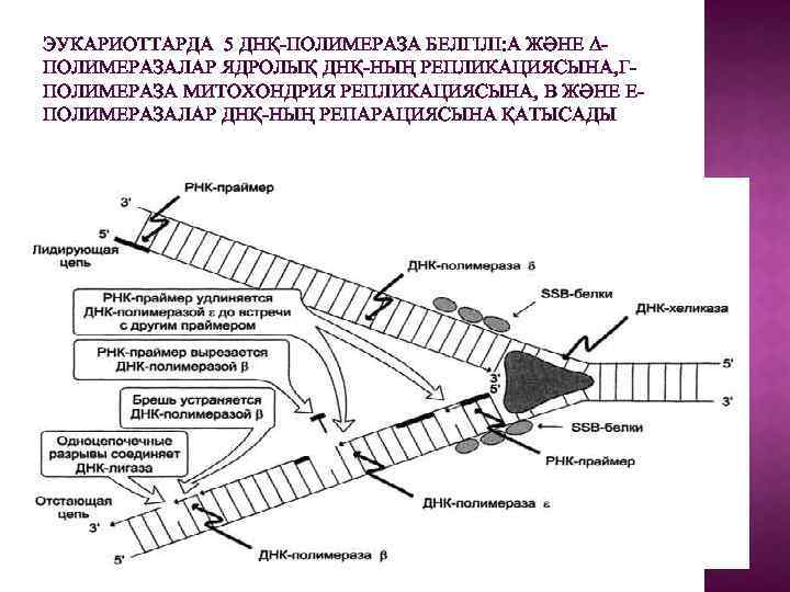 ЭУКАРИОТТАРДА 5 ДНҚ-ПОЛИМЕРАЗА БЕЛГІЛІ: Α ЖӘНЕ ΔПОЛИМЕРАЗАЛАР ЯДРОЛЫҚ ДНҚ-НЫҢ РЕПЛИКАЦИЯСЫНА, ΓПОЛИМЕРАЗА МИТОХОНДРИЯ РЕПЛИКАЦИЯСЫНА, Β