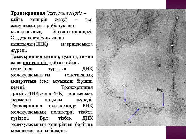 Транскрипция (лат. transcrіptіo – қайта көшіріп жазу) – тірі жасушалардағы рибонуклеин қышқылының биосинтезпроцесі. Ол