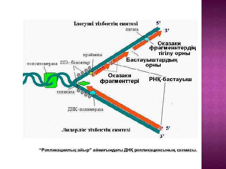 “Репликациялық айыр” аймағындағы ДНҚ репликациясының схемасы. 