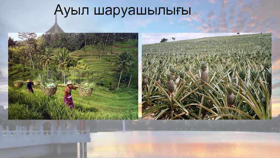 Ауыл шаруашылығы 