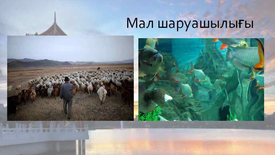 Мал шаруашылығы 