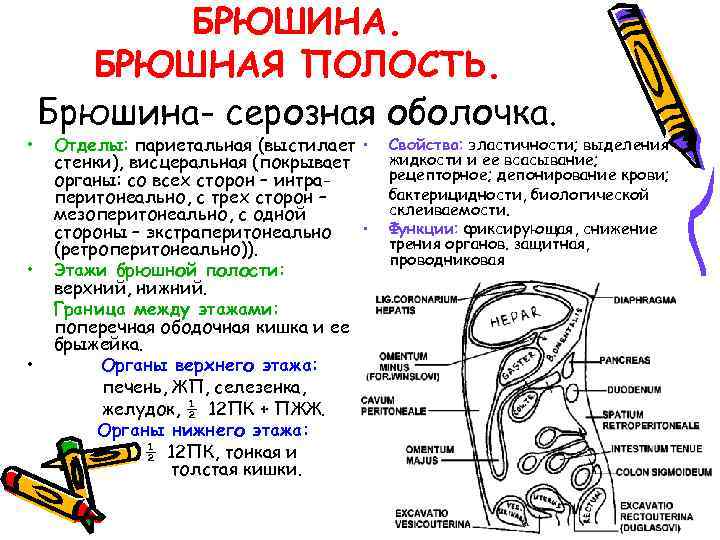  • • • БРЮШИНА. БРЮШНАЯ ПОЛОСТЬ. Брюшина- серозная оболочка. Отделы: париетальная (выстилает •