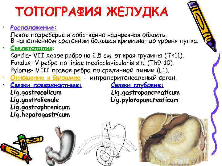 ТОПОГРАФИЯ ЖЕЛУДКА • Расположение: Левое подреберье и собственно надчревная область. В наполненном состоянии большая