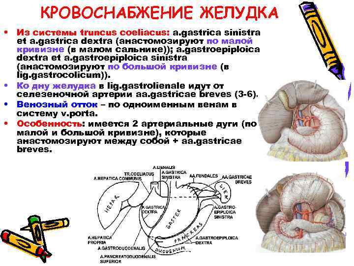 КРОВОСНАБЖЕНИЕ ЖЕЛУДКА • Из системы truncus coeliacus: a. gastrica sinistra et a. gastrica dextra