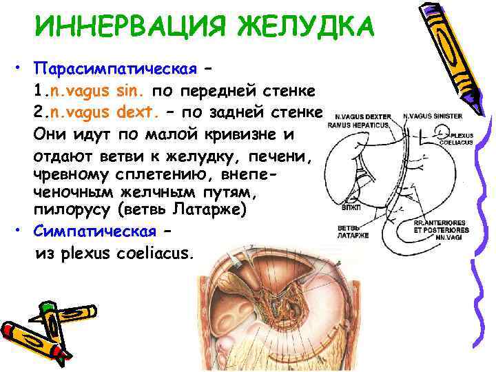 ИННЕРВАЦИЯ ЖЕЛУДКА • Парасимпатическая – 1. n. vagus sin. по передней стенке 2. n.