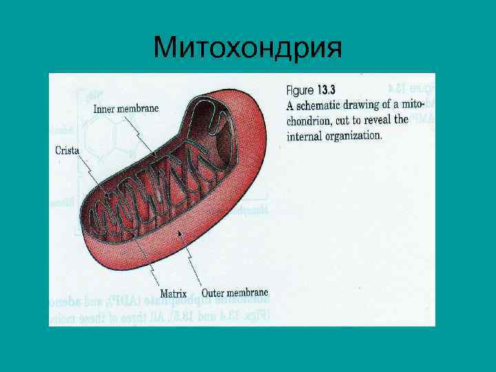 Митохондрия 