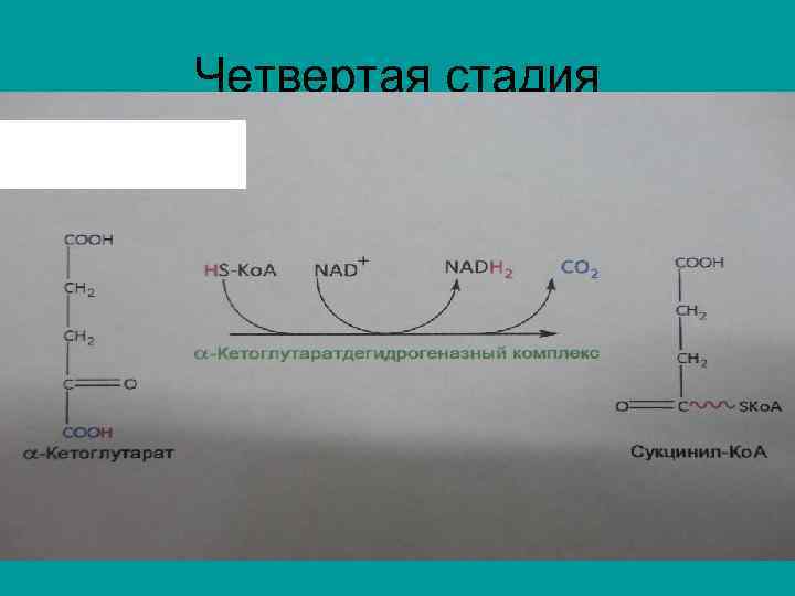 Четвертая стадия 