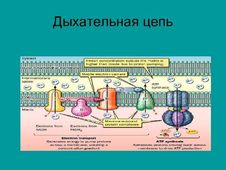 Дыхательная цепь 