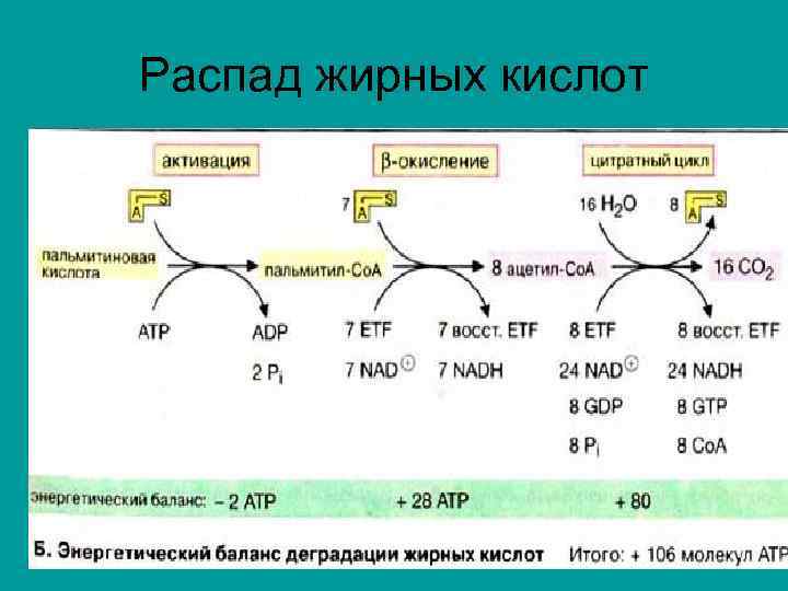 Распад жирных кислот 