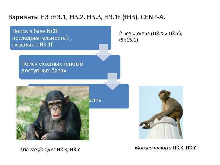 Варианты Н 3 : H 3. 1, H 3. 2, H 3. 3, H