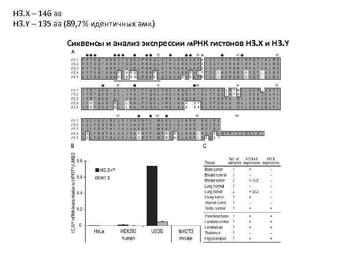 H 3. X – 146 aa H 3. Y – 135 aa (89, 7%