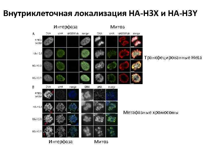 Внутриклеточная локализация HA-H 3 X и HA-H 3 Y Интерфаза Митоз Трансфецированные He. La