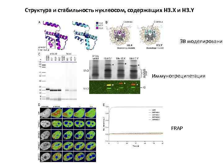 Структура и стабильность нуклеосом, содержащих H 3. X и H 3. Y 3 В