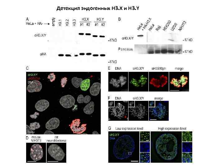 Детекция эндогенных H 3. X и H 3. Y 