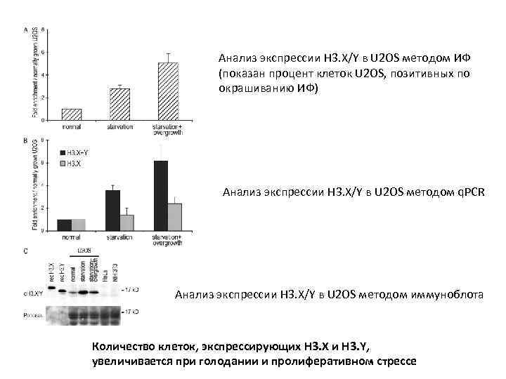 Анализ экспрессии H 3. X/Y в U 2 OS методом ИФ (показан процент клеток