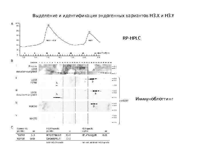 Выделение и идентификация эндогенных вариантов H 3. X и H 3. Y RP-HPLC Иммуноблоттинг