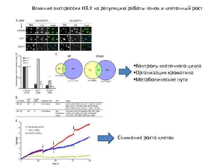 Влияние экспрессии H 3. Y на регуляцию работы генов и клеточный рост • Контроль