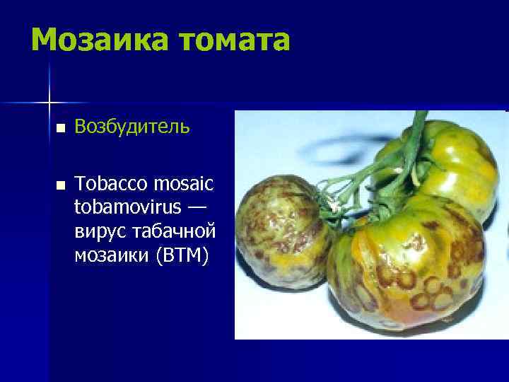 Мозаика томата n Возбудитель n Tobacco mosaic tobamovirus — вирус табачной мозаики (ВТМ) 