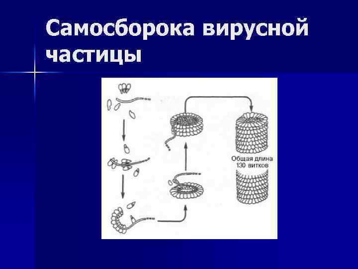 Самосборока вирусной частицы 