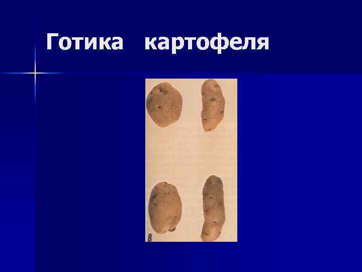 Готика картофеля 