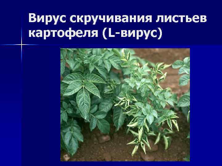 Вирус скручивания листьев картофеля (L-вирус) 