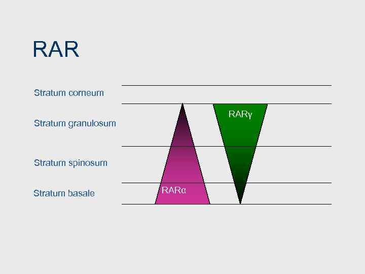 RAR Stratum corneum RARγ Stratum granulosum Stratum spinosum Stratum basale RARα 