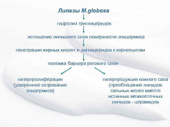 Липазы M. globosa гидролиз триглицеридов истощение липидного слоя поверхности эпидермиса пенетрация жирных кислот и