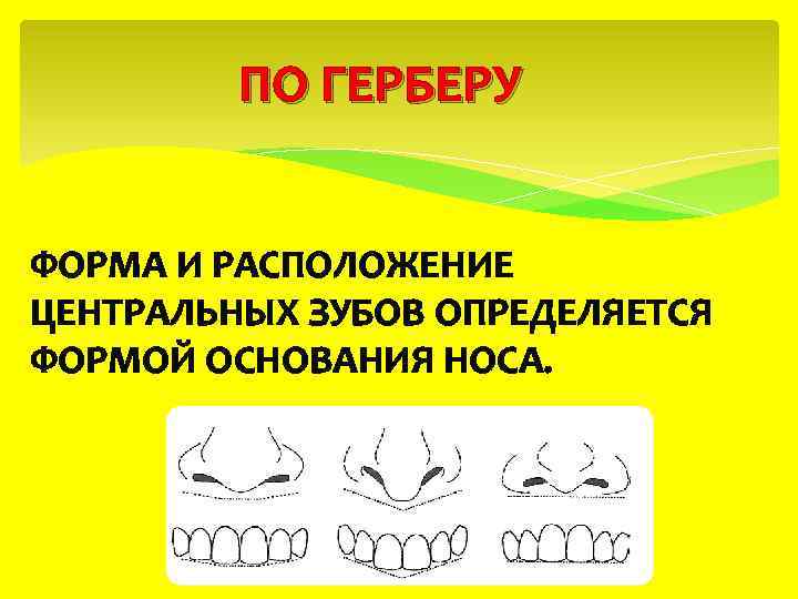  ПО ГЕРБЕРУ ФОРМА И РАСПОЛОЖЕНИЕ ЦЕНТРАЛЬНЫХ ЗУБОВ ОПРЕДЕЛЯЕТСЯ ФОРМОЙ ОСНОВАНИЯ НОСА. 