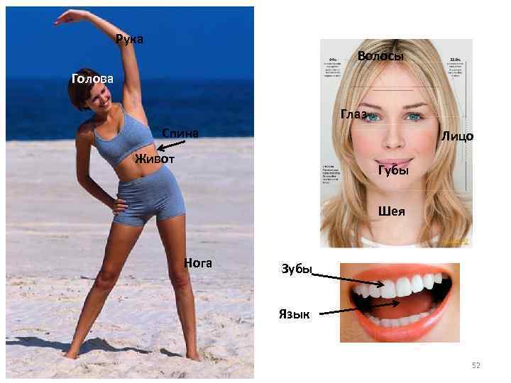 Рука Волосы Голова Глаз Спина Лицо Живот Губы Шея Нога Зубы Язык 52 