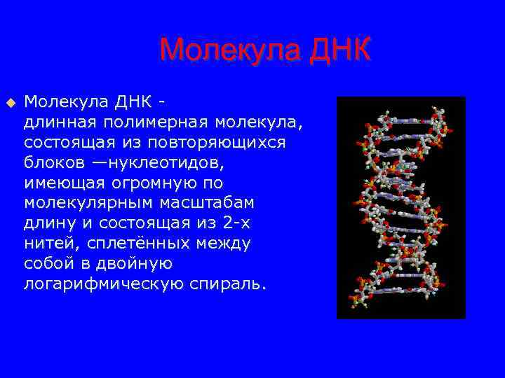 Молекула ДНК u Молекула ДНК длинная полимерная молекула, состоящая из повторяющихся блоков —нуклеотидов, имеющая