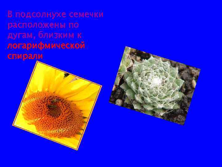 В подсолнухе семечки расположены по дугам, близким к логарифмической спирали 