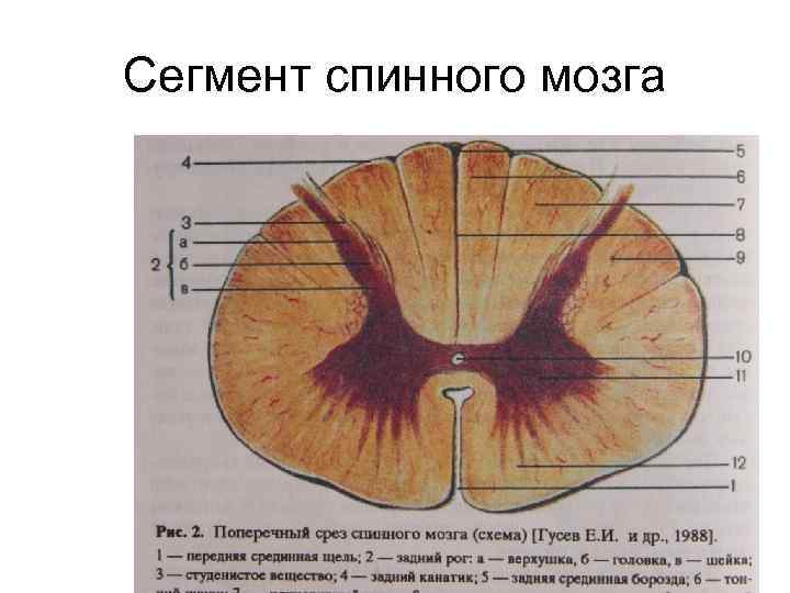 Сегмент спинного мозга 