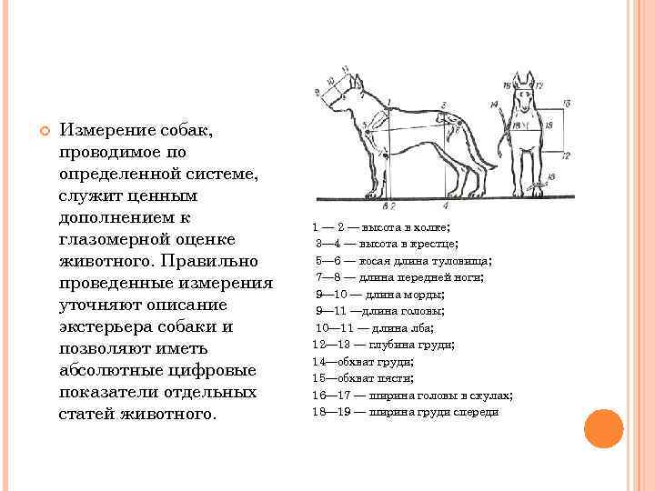  Измерение собак, проводимое по определенной системе, служит ценным дополнением к глазомерной оценке животного.