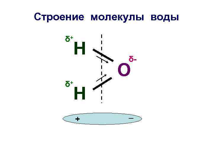 Строение молекулы воды δ+ δ+ Н δ- О Н + _ 