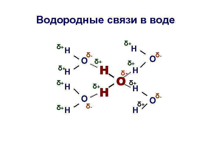 Водородные связи в воде δ+ Н δ+ δ+ δ- О Н δ+ δ+ Н