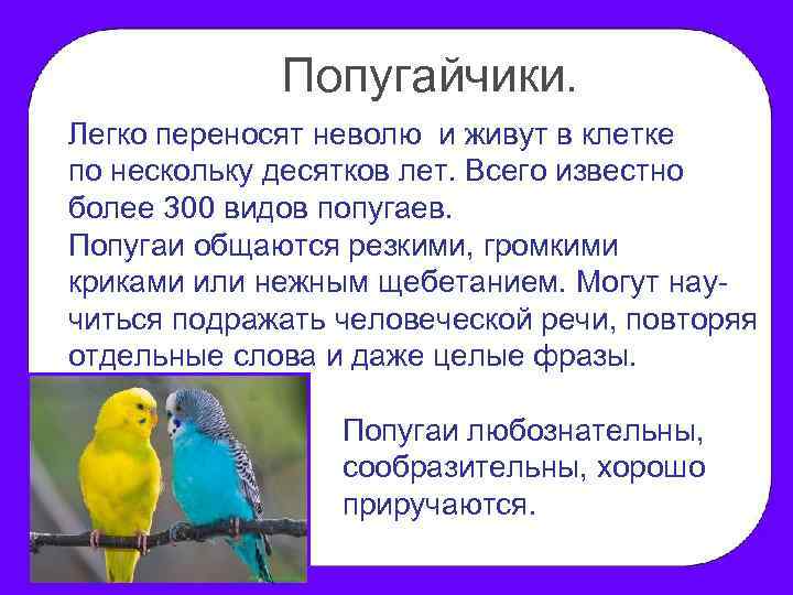 Попугайчики. Легко переносят неволю и живут в клетке по нескольку десятков лет. Всего известно