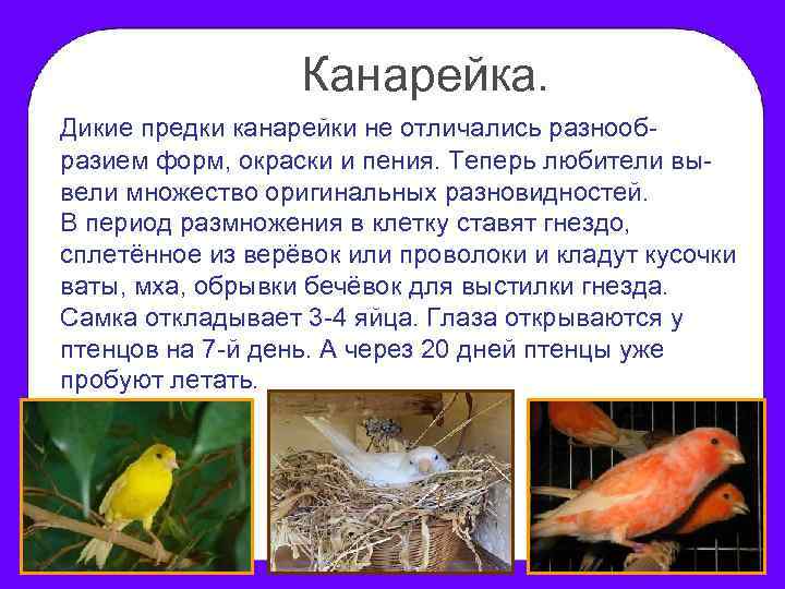 Канарейка. Дикие предки канарейки не отличались разнообразием форм, окраски и пения. Теперь любители вывели