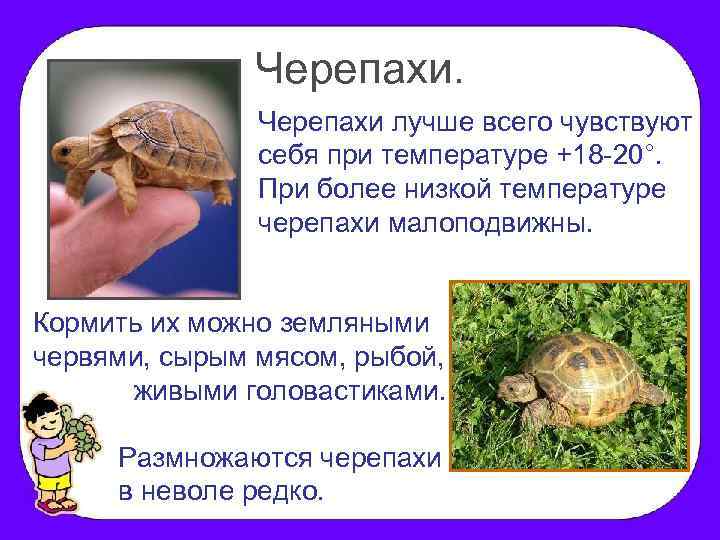 Черепахи лучше всего чувствуют себя при температуре +18 -20°. При более низкой температуре черепахи