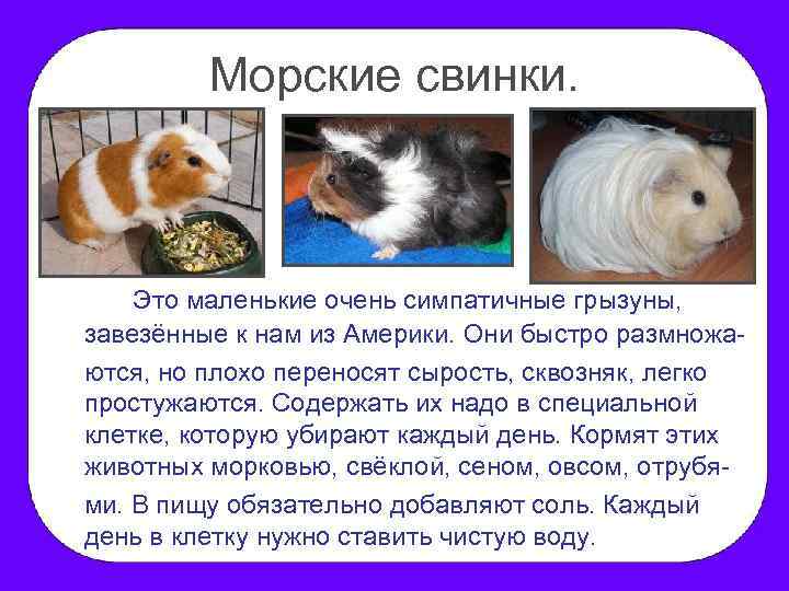 Морские свинки. Это маленькие очень симпатичные грызуны, завезённые к нам из Америки. Они быстро