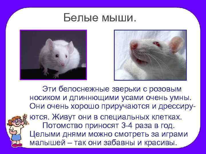 Белые мыши. Эти белоснежные зверьки с розовым носиком и длиннющими усами очень умны. Они