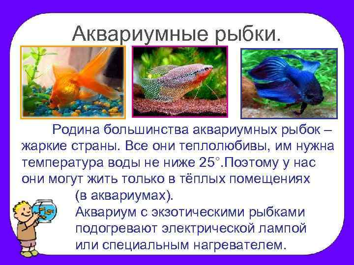 Аквариумные рыбки. Родина большинства аквариумных рыбок – жаркие страны. Все они теплолюбивы, им нужна